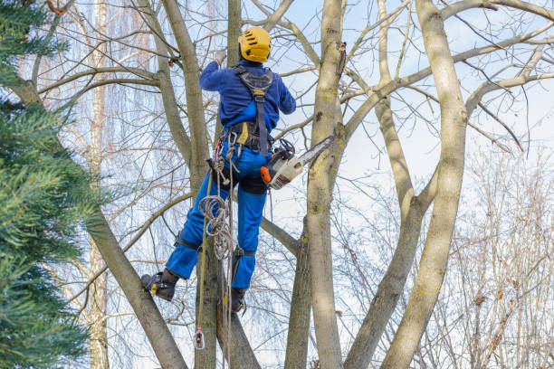 How Our Tree Care Process Works  in  Hillview, KY